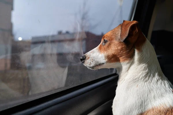 Pies Jack Russell Terrier Dziwnie Patrzy Okno Samochodu Jasne Światło — Zdjęcie stockowe