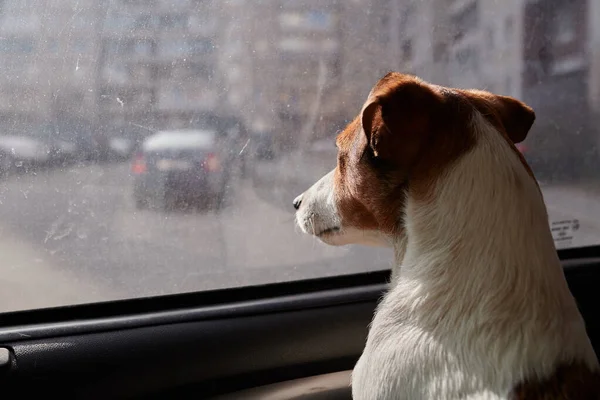 Pies Jack Russell Terrier Dziwnie Patrzy Okno Samochodu Jasne Światło — Zdjęcie stockowe