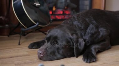 Çikolata Labrador gitar yatıyor.
