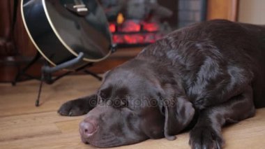 Çikolata Labrador gitar yatıyor.