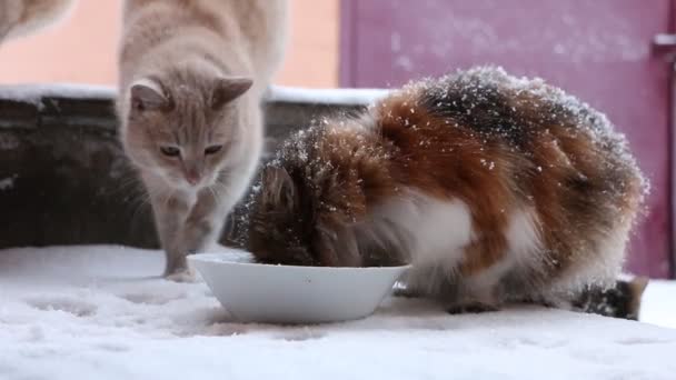 Los gatos comen la comida . — Vídeos de Stock