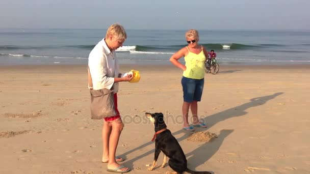Des randonneurs ont nourri un chien errant sur la plage . — Video