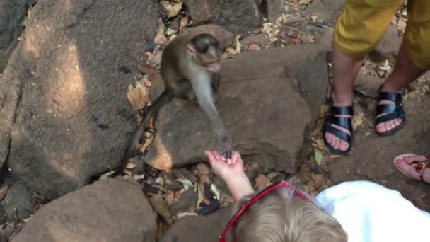 The monkey reveals his hand with the treat. — Stock Video