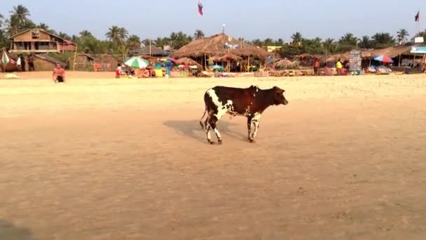 Plage de vaches, Goa . — Video
