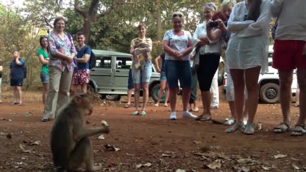 Turistas em um parque nacional em GOA alimentando os macacos . — Vídeo de Stock