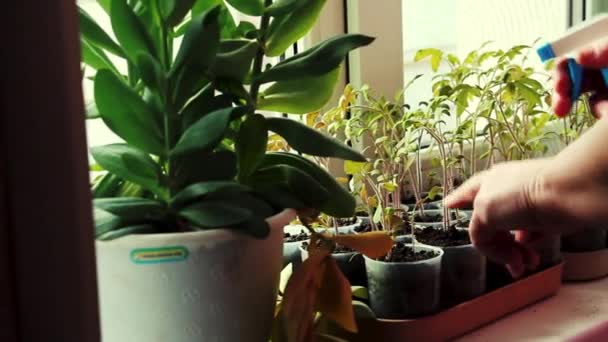 La culture des plants de tomates à la maison . — Video