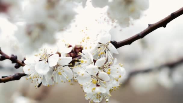 Blossoming apricot in cloudy weather. — Stock Video