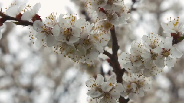 Kvetoucí Meruňka v oblačné počasí. — Stock video