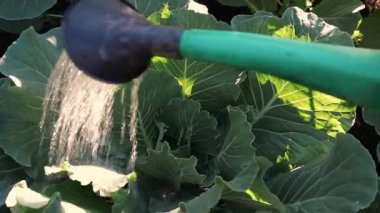 Lahana ile bir el duş sulanır.