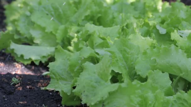 A dressing of salad under irrigation. — Stock Video