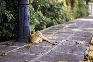 Kedi kentsel bir kaldırımda rahatlatıcı zencefil