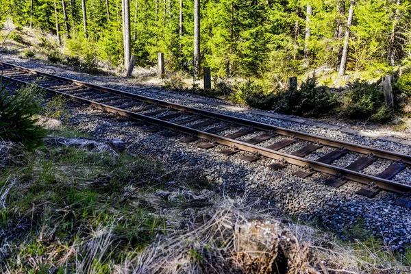 Železniční tratě přes slunné Evergreen Les — Stock fotografie