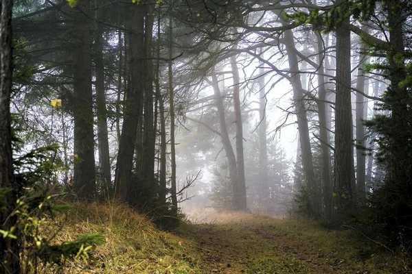 Woodland trail in a misty landscape