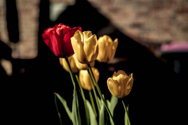 Bahar kırmızı ve sarı lale renkli küme