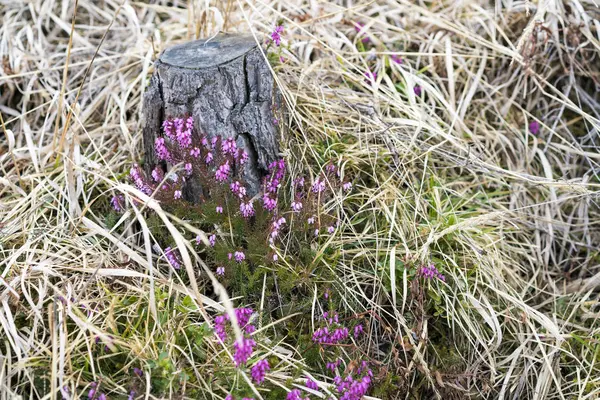 Fioletowy Erica lub heath kwiaty wśród trawy — Zdjęcie stockowe
