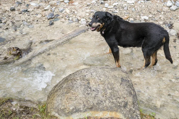 Siyah ve tabaklamak doğurmak köpek ayakta bir akıştaki çapraz
