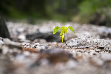 Toprakta büyüyen küçük fide