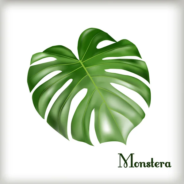 Monstera de hojas tropicales Vector De Stock