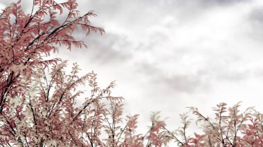 Karanlık sonbahar arkaplanı. 3d illüstrasyon, 3d canlandırma.