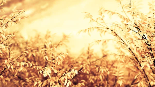 Beautiful autumn background. 3d illustration, 3d rendering. — Stock Photo, Image