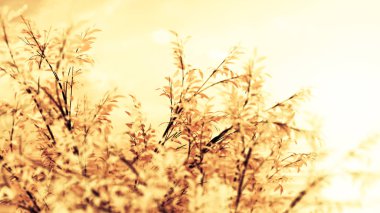 Güzel bir sonbahar arkaplanı. 3d illüstrasyon, 3d canlandırma.