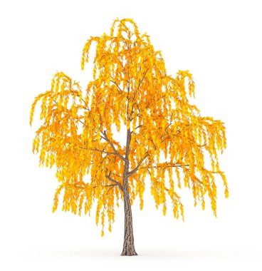 Sonbahar elementi, beyaz arka planda turuncu izole ağaç. 3d
