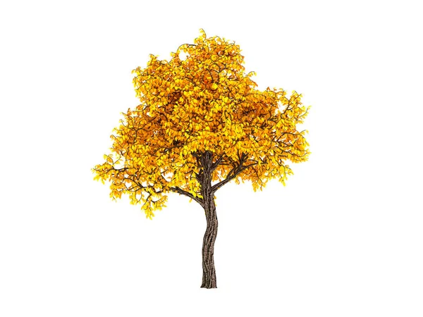 Sonbahar elementi, beyaz arka planda turuncu izole ağaç. 3d illüstrasyon, 3d canlandırma. — Stok fotoğraf
