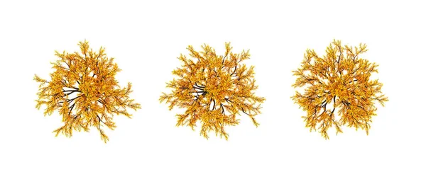Sonbahar elementi, beyaz arka plan görünümlü turuncu izole ağaç. 3d illüstrasyon, 3d canlandırma. — Stok fotoğraf