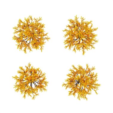 Sonbahar elementi, beyaz arka plan görünümlü turuncu izole ağaç. 3d illüstrasyon, 3d canlandırma.