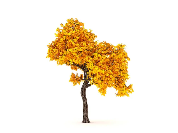 Sonbahar elementi, beyaz arka planda turuncu izole ağaç. 3d — Stok fotoğraf