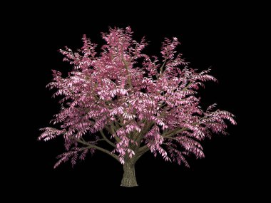 İzole edilmiş sonbahar elementi: portakal ağacı. 3d illüstrasyon, 3d canlandırma