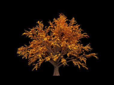 İzole edilmiş sonbahar elementi: portakal ağacı. 3d illüstrasyon, 3d canlandırma.