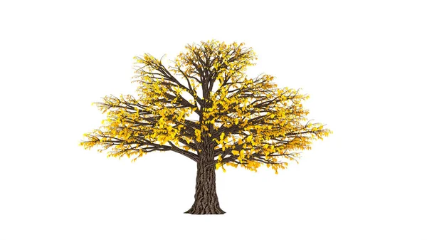 Автономний елемент, помаранчеве ізольоване дерево на білому тлі. 3d ілюстрація, 3d візуалізація . — стокове фото