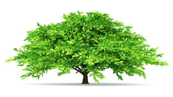 Autumnal element, orange isolated tree on a white background. 3d illustration, 3d rendering.