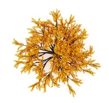 Sonbahar elementi, beyaz arka plan görünümlü turuncu izole ağaç. 3d görüntüleme, 3d illüstrasyon.