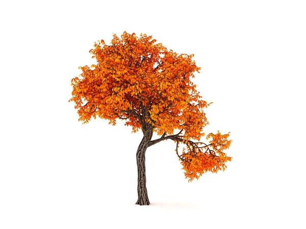 Sonbahar Elementi Beyaz Arka Planda Turuncu Izole Ağaç Görüntüleme Illüstrasyon — Stok fotoğraf