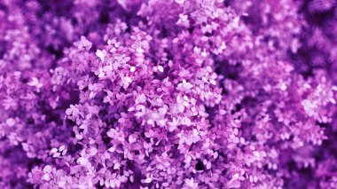 Yılın mevsimi yapraklı, güzel mor bir arka plan. 3d görüntüleme, 3d illüstrasyon.