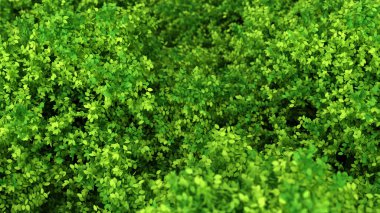 Yapraklarla dolu güzel bir yaz geçmişi var. 3d görüntüleme, 3d illüstrasyon.