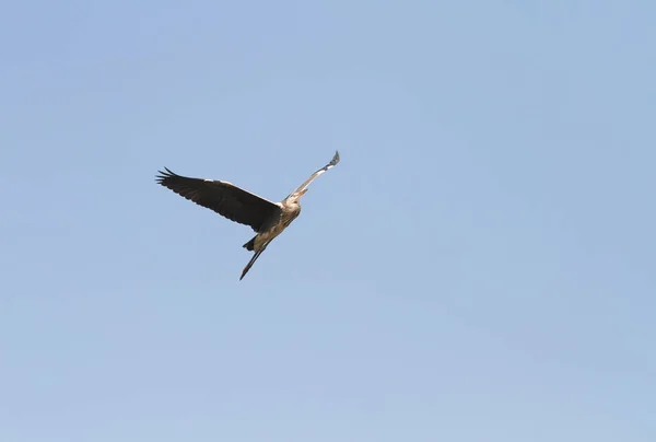 bird crane flying in the blue sky