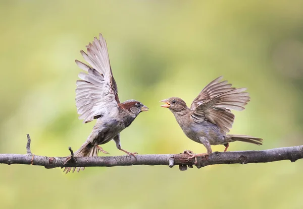 fun angry birds waving feathers and argue on a branch in spring Park