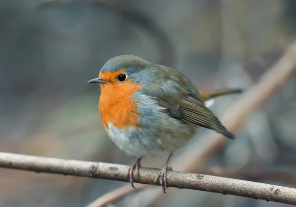 bird Robin sitting among the branches in the autumn forest