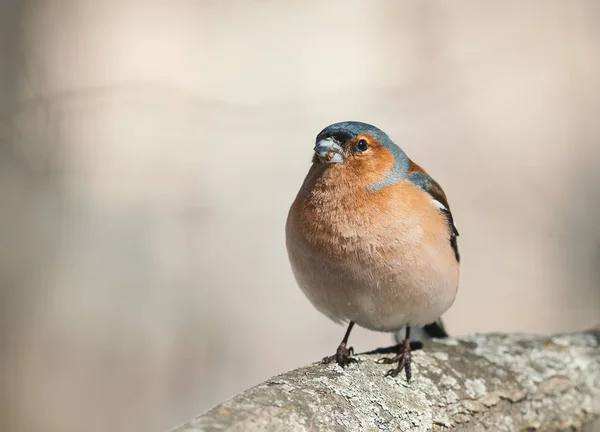 bird Chaffinch sings the song standing in the spring forest in S