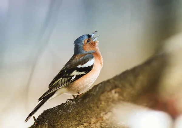 bird Chaffinch sings a sonorous song tree-spring in the woods