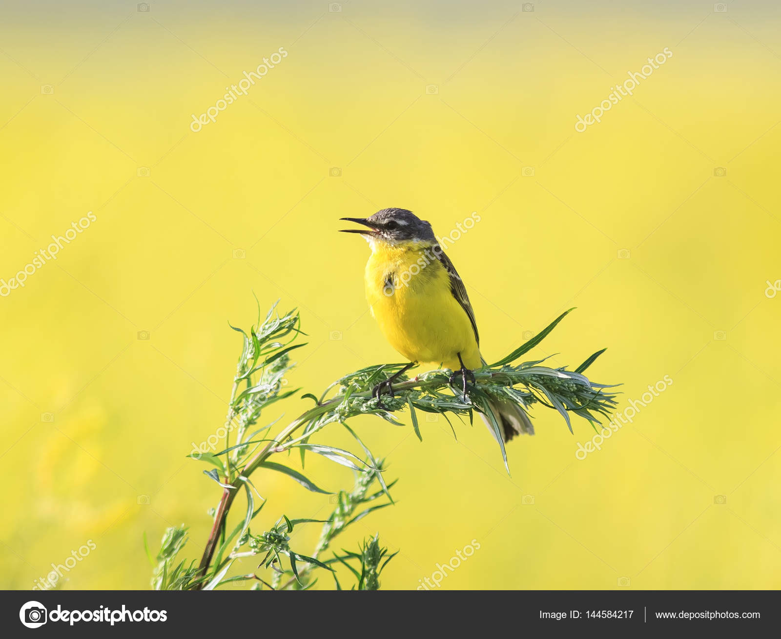 Petit Oiseau Jaune Bergeronnette A Volé Sur Un été Floraison