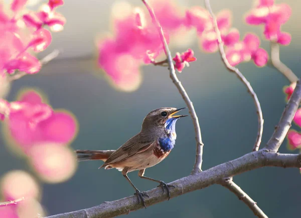 a blue bird sings in the spring garden blooming pink on a tree b