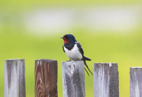 little funny bird, the barn swallow is sitting on an old wooden