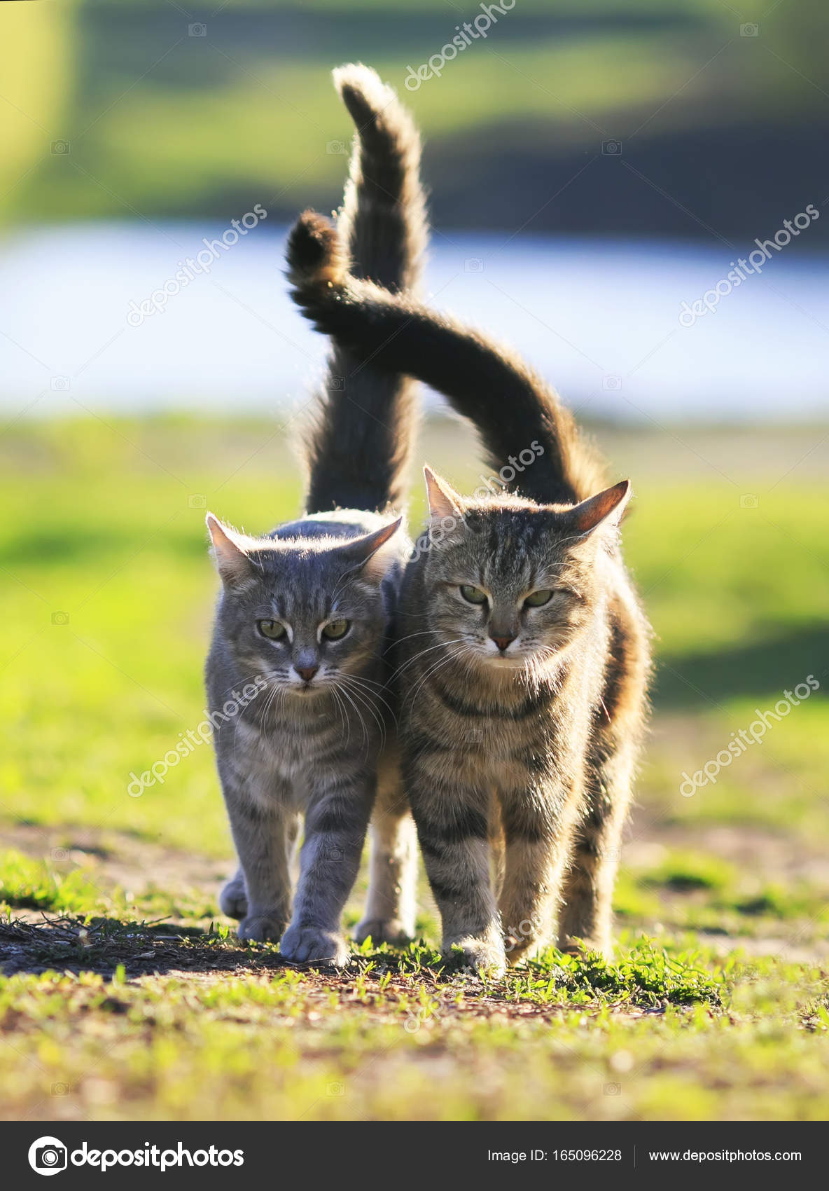 Kedi Kuyruk Cimen Stok Fotograflar Kedi Kuyruk Cimen Telifsiz Resimler Gorseller Depositphotos