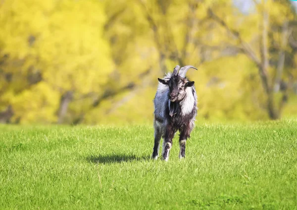 funny goat grazing in a lush green meadow clear day