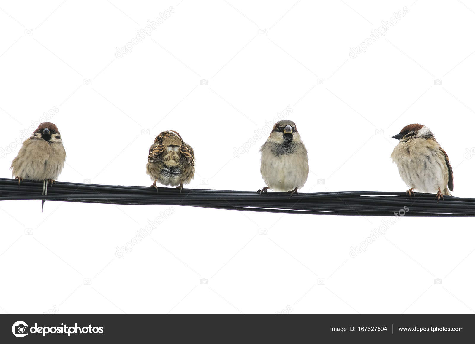 Volée De Moineaux De Petits Oiseaux Assis Sur Les Fils Sur