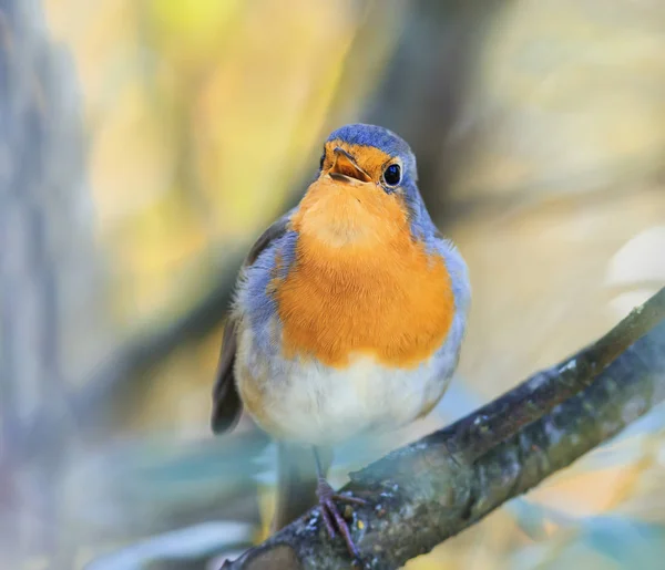 little orange bird Robin sings leaping in the bushes on a Sunny